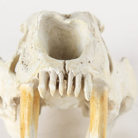 Fozzil Resin Sabretooth Skull Replica by Mercana at Eve Furniture