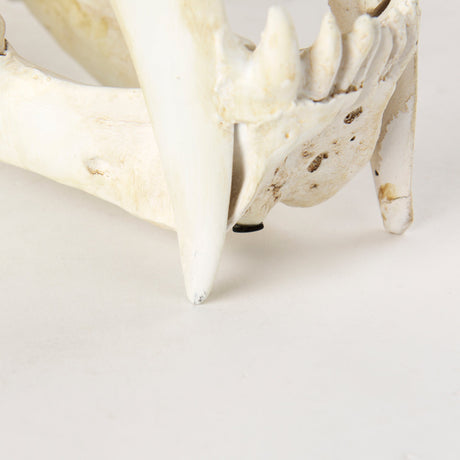 Fozzil Resin Sabretooth Skull Replica by Mercana at Eve Furniture