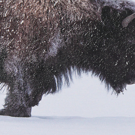 Frozen Trek by Mercana Studio a Hand Embellished Textured Framed Photo Art Print Matted under Glass by Mercana at Eve Furniture