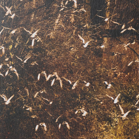 Gilded Flight by Chad Mackay Textured Framed Photo Print Matted under Glass (Set of 2) by Mercana at Eve Furniture