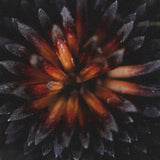 Glowing by Stig Kalvelid a Hand Embellished Framed Photo Art Print Matted under Glass by Mercana at Eve Furniture