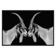 Goat Black/White Photography 48x72 by Classic Home at Eve Furniture
