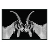 Goat Black/White Photography 48x72 by Classic Home at Eve Furniture