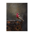 Graceful Poise I (House Finch) by Mercana at Eve Furniture