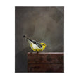 Graceful Poise III (Bay-Breasted Warbler) by Mercana at Eve Furniture