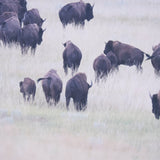 Grazing Herd (Set of 2) by Chad Mackay a Framed Photo Art Print Matted under Glass by Mercana at Eve Furniture
