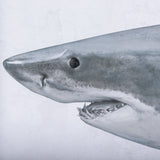 Great White Shark by Ariana a Triptych Hand Embellished Textured Framed Art Print Matted under Glass by Mercana at Eve Furniture