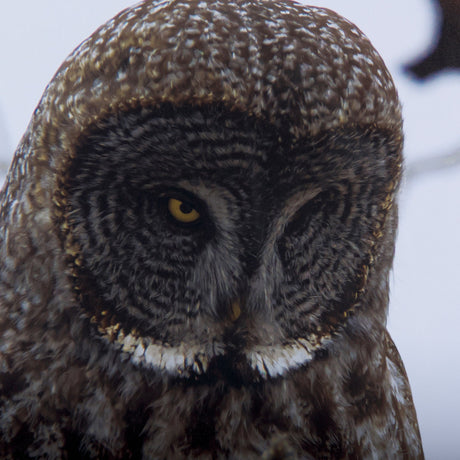 Grey Owl by Chad Mackay a Hand Embellished Textured Framed Photo Art Print Matted under Glass by Mercana at Eve Furniture