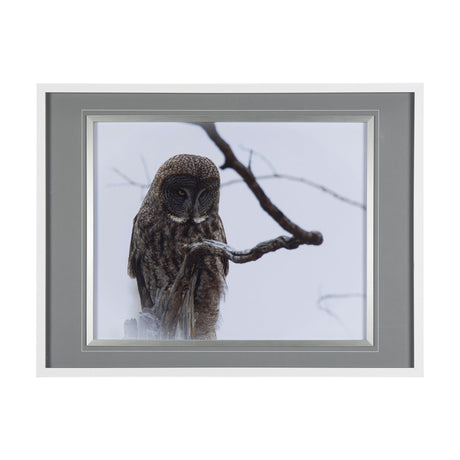 Grey Owl by Chad Mackay a Hand Embellished Textured Framed Photo Art Print Matted under Glass by Mercana at Eve Furniture