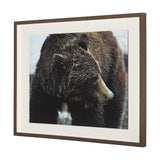 Grizzly Bear by Chad Mackay a Hand Embellished Textured Framed Photo Art Print Matted under Glass by Mercana at Eve Furniture
