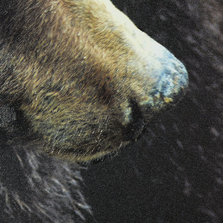 Grizzly Bear by Chad Mackay a Hand Embellished Textured Framed Photo Art Print Matted under Glass by Mercana at Eve Furniture