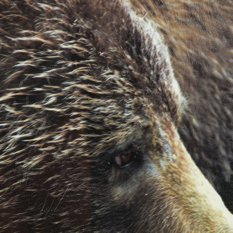 Grizzly Bear by Chad Mackay a Hand Embellished Textured Framed Photo Art Print Matted under Glass by Mercana at Eve Furniture