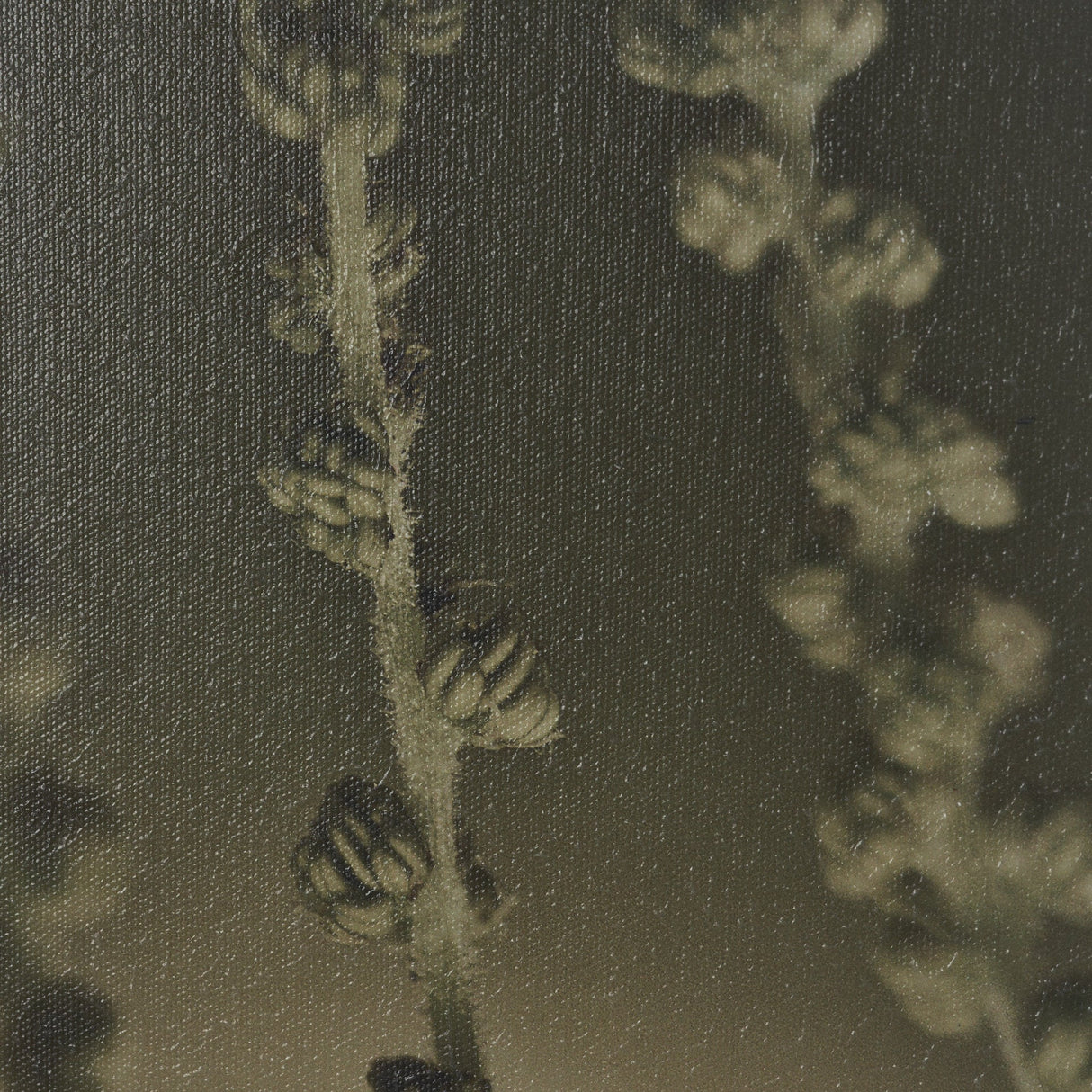 Hanging Delight by Michael Banks a Hand Embellished Framed Photo Art Print Matted under Glass by Mercana at Eve Furniture