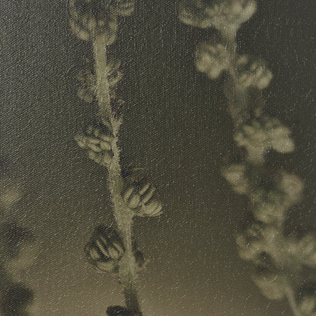 Hanging Delight by Michael Banks a Hand Embellished Framed Photo Art Print Matted under Glass by Mercana at Eve Furniture