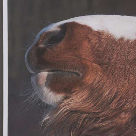 Hay over Here. by Chad Mackay FramedPhoto Print Matted under Glass by Mercana at Eve Furniture