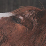 Hay over Here. by Chad Mackay FramedPhoto Print Matted under Glass by Mercana at Eve Furniture