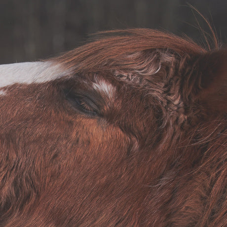 Hay over Here. by Chad Mackay FramedPhoto Print Matted under Glass by Mercana at Eve Furniture