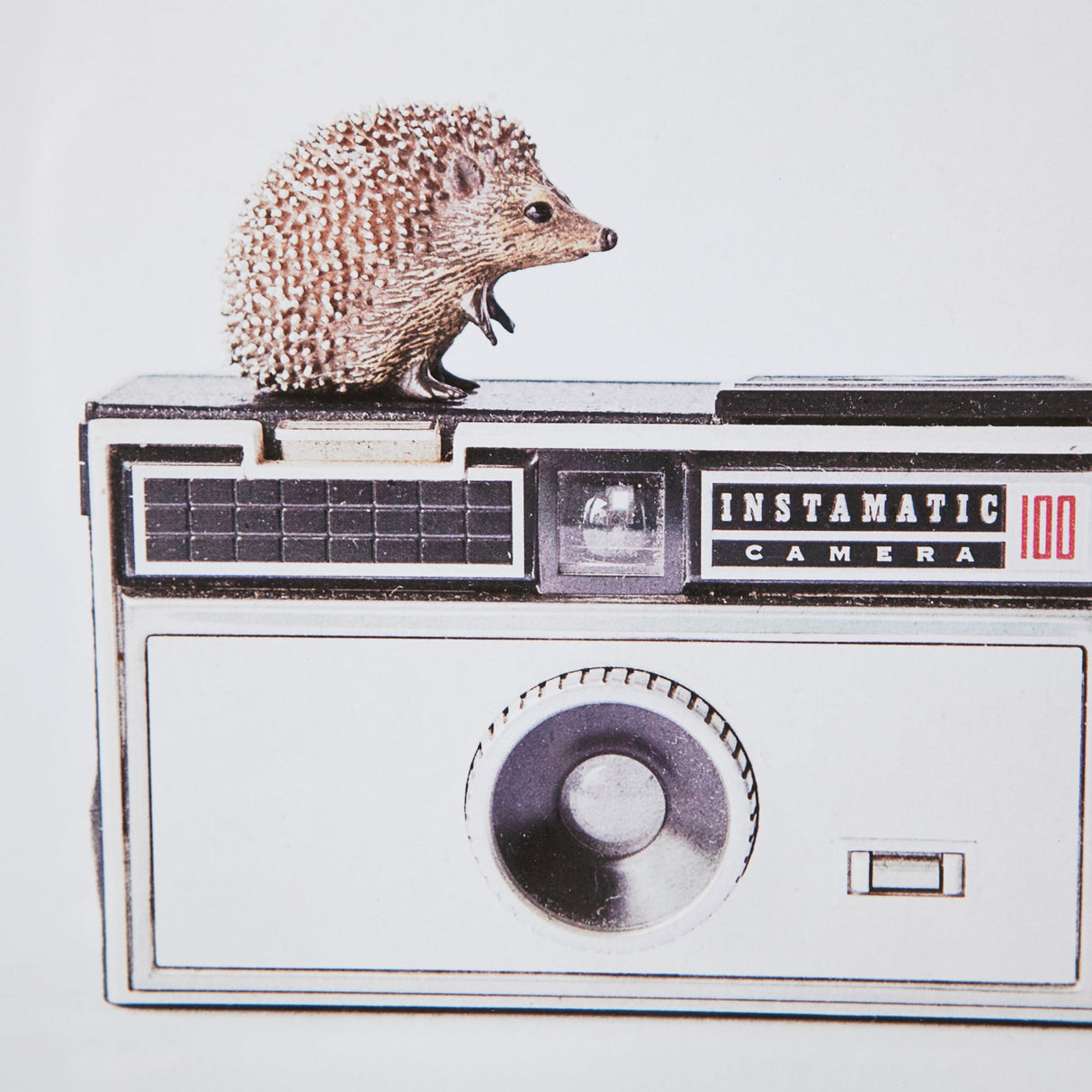 Hedgehog & Vintage Camera by Susannah Tucker Photography a Framed Photo Art Print Matted under Glass by Mercana at Eve Furniture
