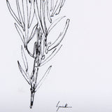Herb Sketch I,II by Mercana Studio a Hand Embellished Textured Framed Art Print by Mercana at Eve Furniture