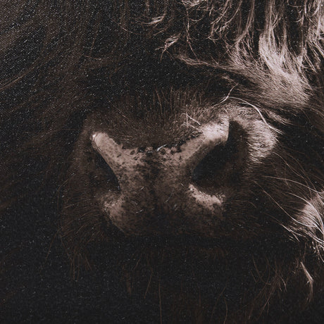 Highland Stare by Chad Mackay a Hand Embellished Textured Framed Photo Art Print by Mercana at Eve Furniture