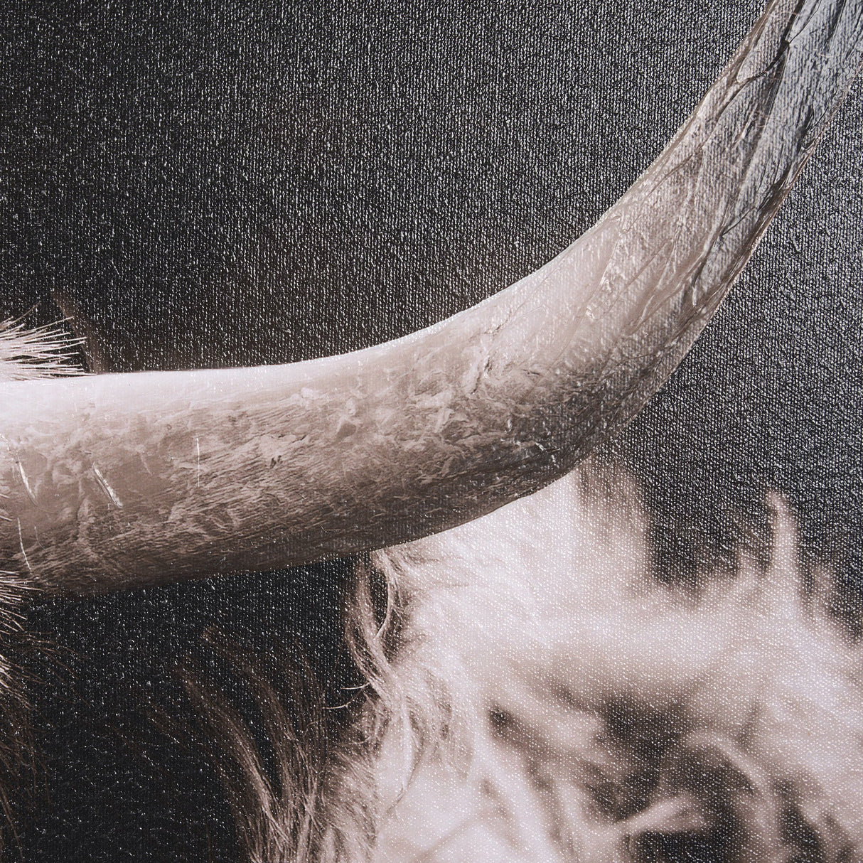 Highland Stare by Chad Mackay a Hand Embellished Textured Framed Photo Art Print by Mercana at Eve Furniture