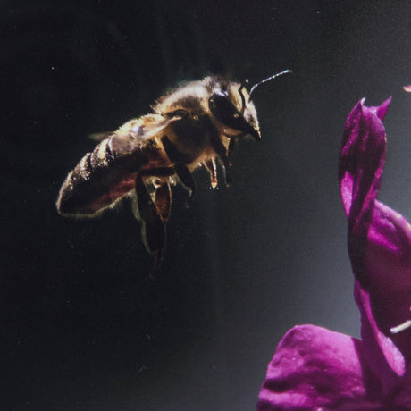 Honey Bee by Chad Mackay a Framed Photo Art Print Matted under Glass by Mercana at Eve Furniture