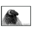 Horn Black/White Photography 48x72 by Classic Home at Eve Furniture
