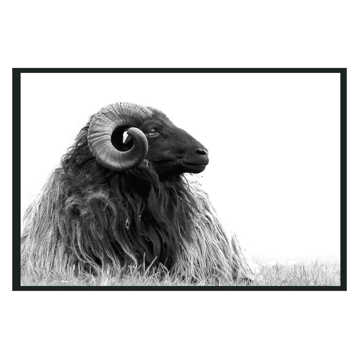 Horn Black/White Photography 48x72 by Classic Home at Eve Furniture