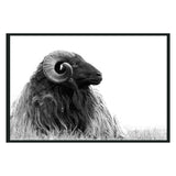 Horn Black/White Photography 48x72 by Classic Home at Eve Furniture