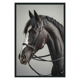 Horse Black Photography 48x72 by Classic Home at Eve Furniture