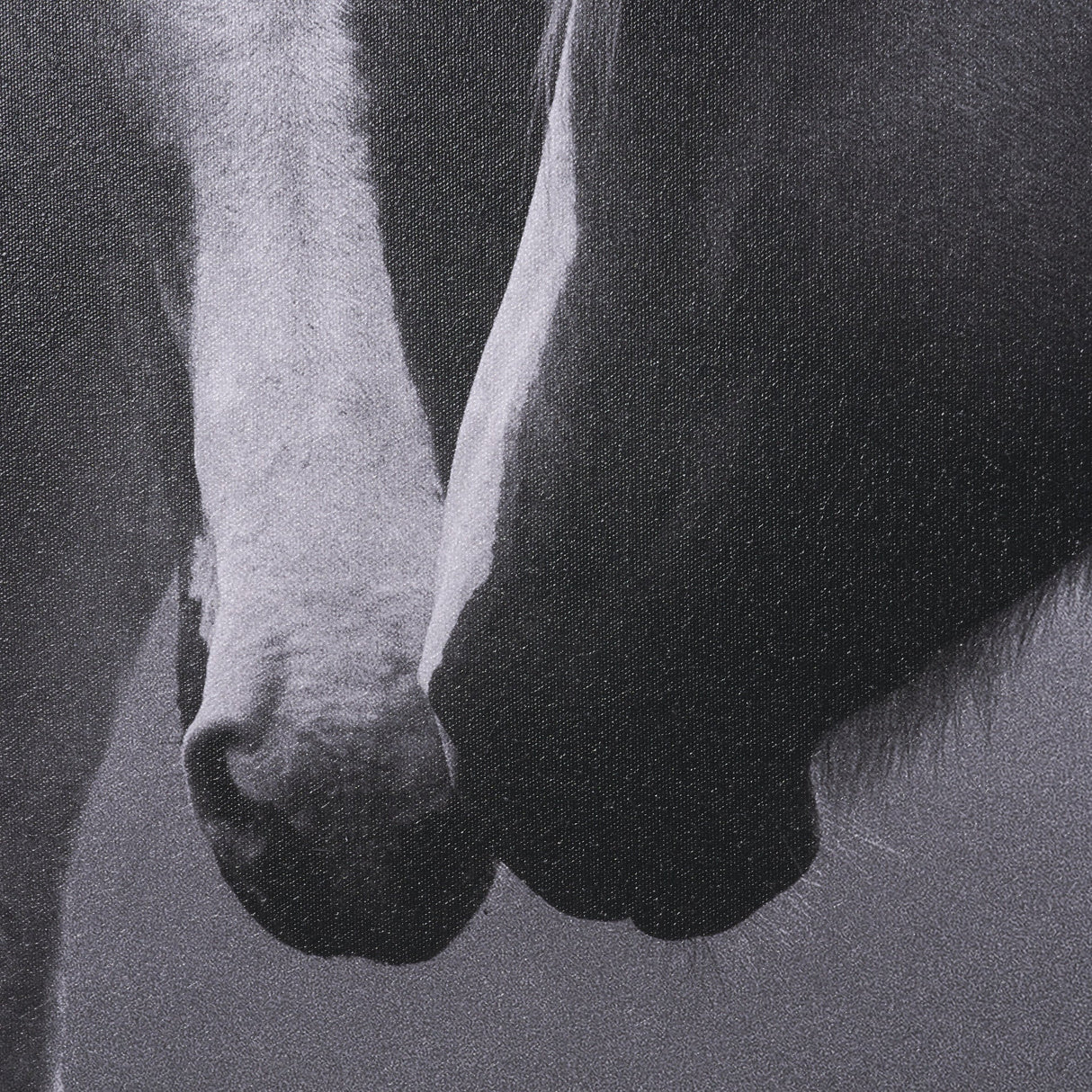 Horse Harmony - Caress by Laura Warren a Hand Embellished Framed Photo Art Print Matted under Glass by Mercana at Eve Furniture