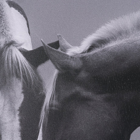 Horse Harmony - Caress by Laura Warren a Hand Embellished Framed Photo Art Print Matted under Glass by Mercana at Eve Furniture