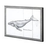 Humpback Whale by Mercana Studio a Hand Embellished Textured Framed Art Print by Mercana at Eve Furniture