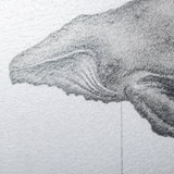 Humpback Whale by Mercana Studio a Hand Embellished Textured Framed Art Print by Mercana at Eve Furniture