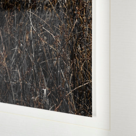 Humphry by Assaf Frank a Framed Photo Art Print Matted under Glass by Mercana at Eve Furniture