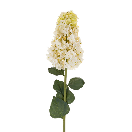 Hydrangea Paniculata Stem, Set of 12 by Mercana at Eve Furniture