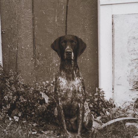 I am Home by Jim Dratfield a Framed Photo Print Matted Under Glass by Mercana at Eve Furniture