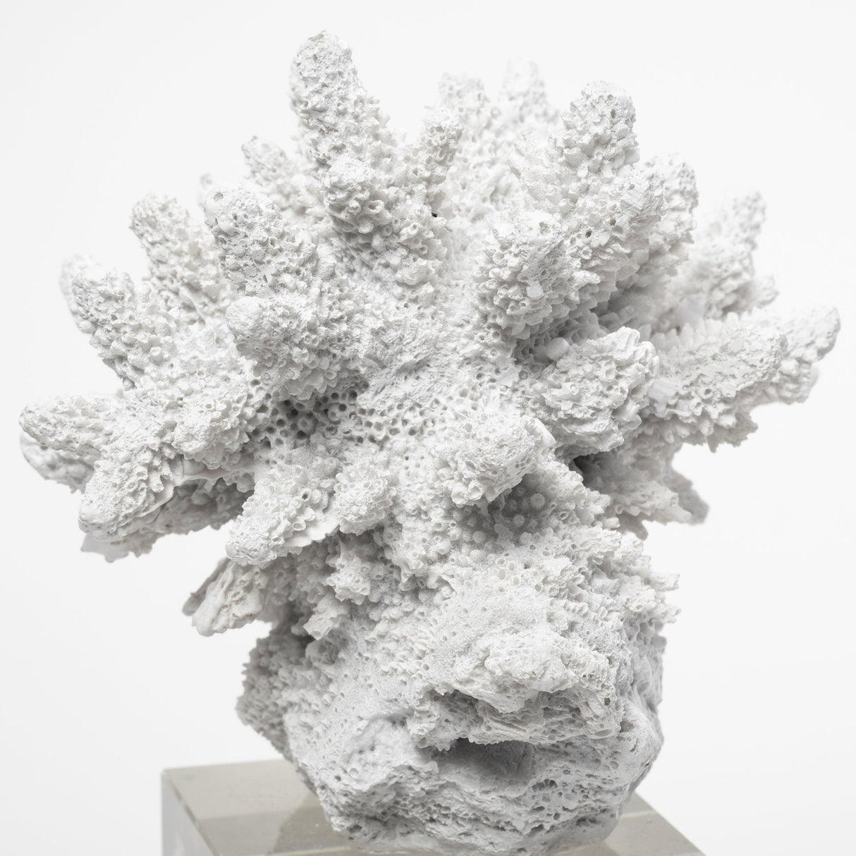 Isla (Large) 5L x 5W White Replica Resin Coral On Clear White Glass by Mercana at Eve Furniture
