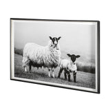 Islay Sheep I by Laura Marshall a Framed Photo Art Print Matted under Glass by Mercana at Eve Furniture