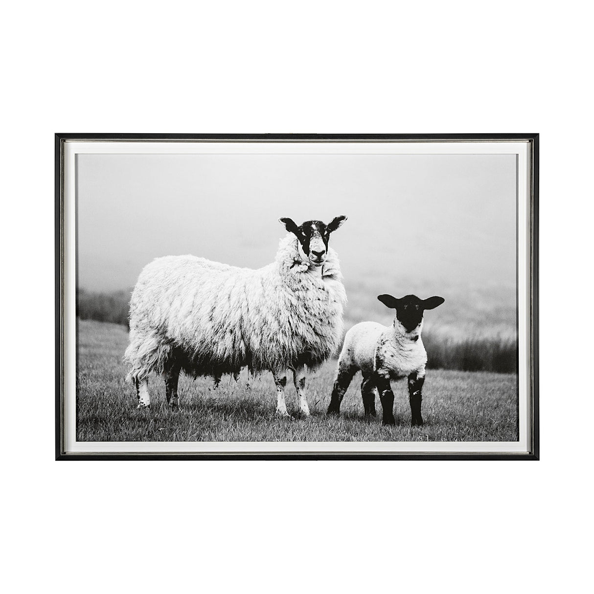 Islay Sheep I by Laura Marshall a Framed Photo Art Print Matted under Glass by Mercana at Eve Furniture