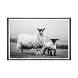 Islay Sheep I by Laura Marshall a Framed Photo Art Print Matted under Glass by Mercana at Eve Furniture