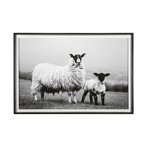 Islay Sheep I by Laura Marshall a Framed Photo Art Print Matted under Glass by Mercana at Eve Furniture