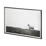 Islay Sheep II by Laura Marshall a Framed Photo Art Print Matted under Glass by Mercana at Eve Furniture