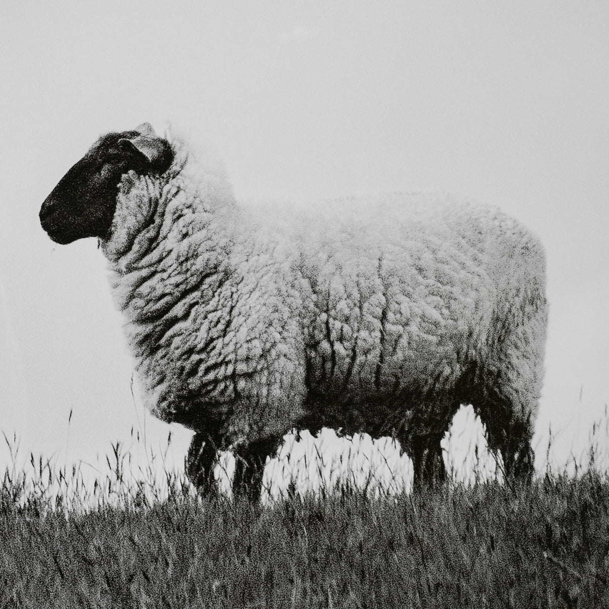 Islay Sheep II by Laura Marshall a Framed Photo Art Print Matted under Glass by Mercana at Eve Furniture