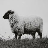 Islay Sheep II by Laura Marshall a Framed Photo Art Print Matted under Glass by Mercana at Eve Furniture