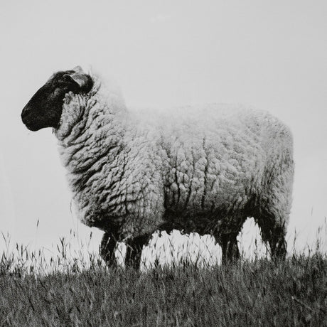 Islay Sheep II by Laura Marshall a Framed Photo Art Print Matted under Glass by Mercana at Eve Furniture