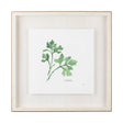 Italian Parsley v2 by Chris Paschke a Framed Art Print Matted under Glass by Mercana at Eve Furniture