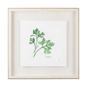 Italian Parsley v2 by Chris Paschke a Framed Art Print Matted under Glass by Mercana at Eve Furniture