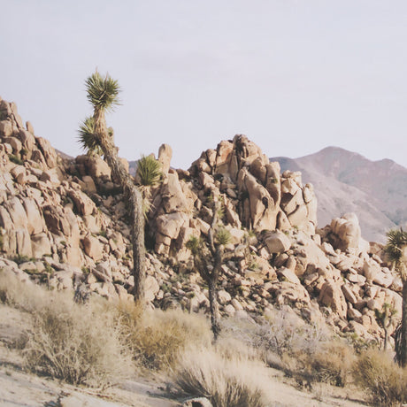 Joshua Tree 1 by THE Studio a Framed Photo Art Print Matted under Glass by Mercana at Eve Furniture