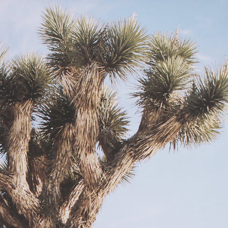 Joshua Tree 3 by THE Studio a Framed Photo Art Print Matted under Glass by Mercana at Eve Furniture